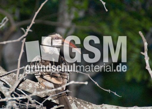 Rotschnabeltoko (1 von 1).jpg